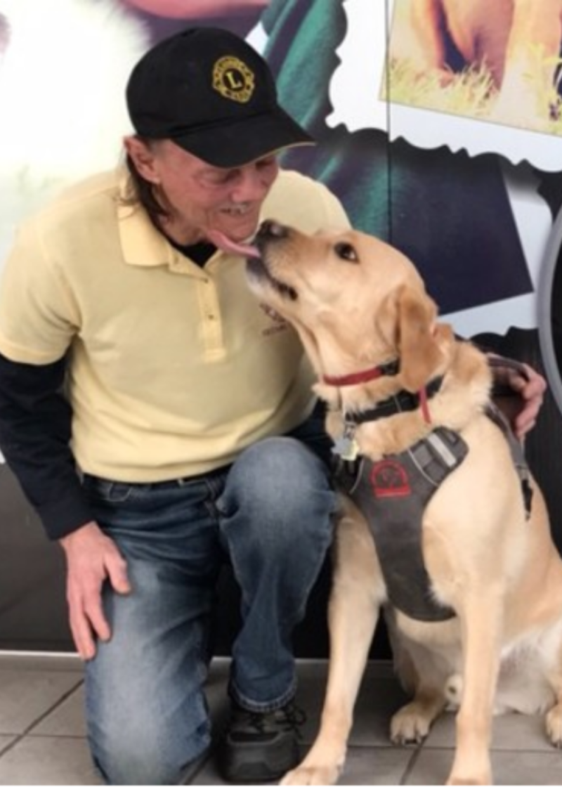 Bill, a guide dog handler wearing a yellow polo shirt and black cap, kneels beside his yellow Labrador guide dog, Lionheart. Lionheart is wearing his harness and licks Bill’s chin as Bill smiles.