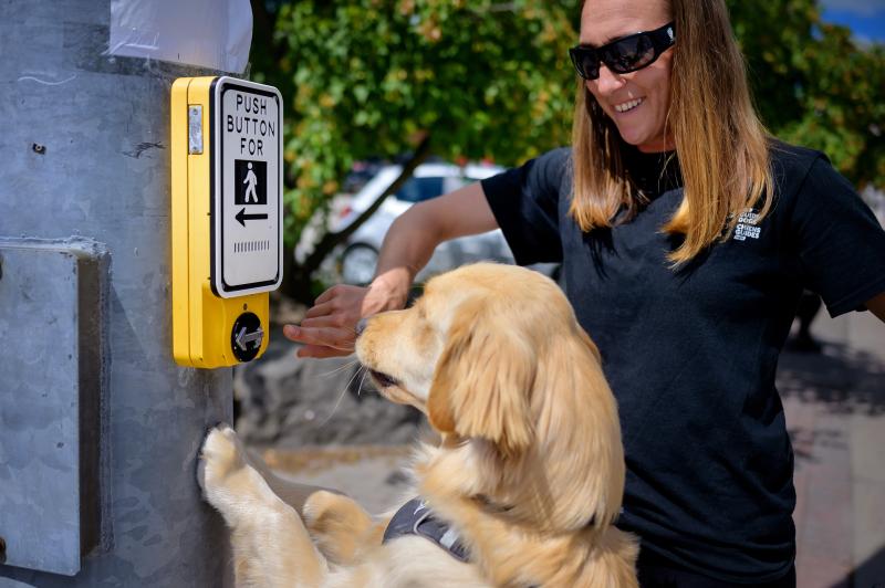 A yellow golden retriever and their trainer practise locating a pedestrian signal button in a real-life setting.