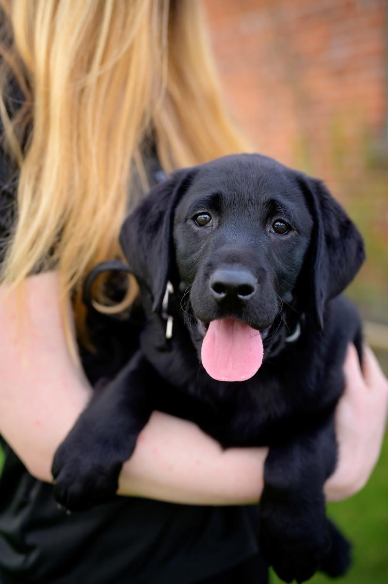 A black lab puppy is held in the arms of a trainer.
