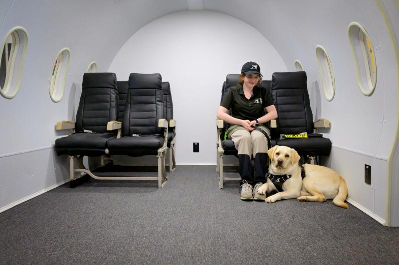 A yellow labrador retriever and their trainer practise settling in an Indoor City Airplane Cabin.