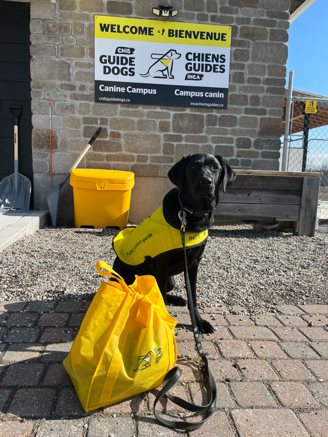 A black lab sits in front of a welcome sign with their bag of belongings, wearing the yellow puppy vest.
