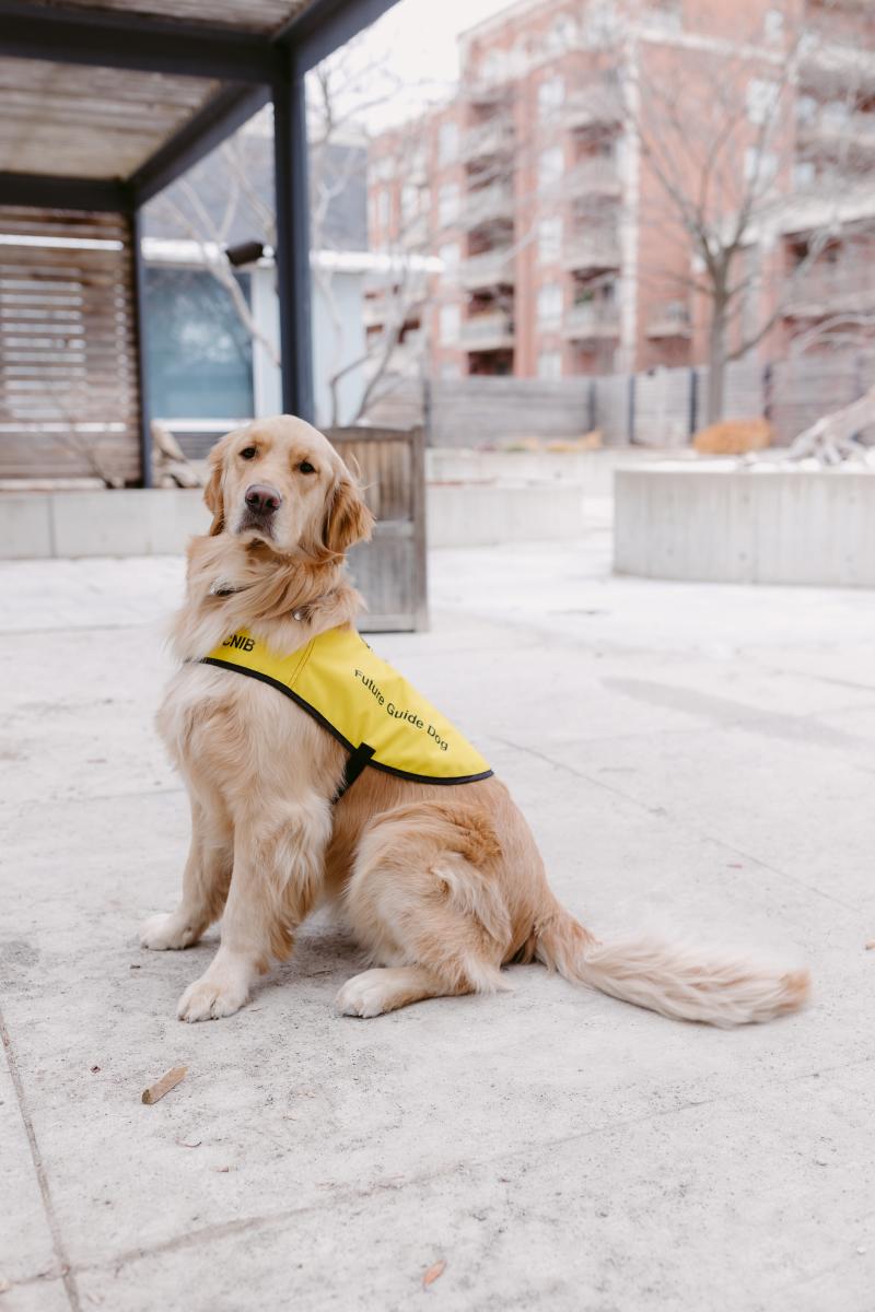 A golden retriever poses in an outdoor setting.