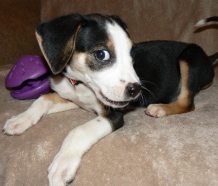 Whale eye – you can see the white of the dog's eye.
