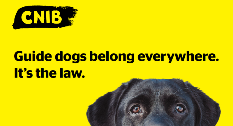 CNIB logo on a bright yellow background with text that reads, ‘Guide dogs belong everywhere. It’s the law.’ The top of a black labrador’s head and eyes are visible at the bottom of the image.