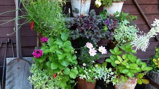 A small garden lined with potted plants on a shelf. 