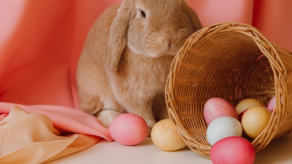 A fluffy brown bunny sits on-top of a pink tablecloth next to an easter basket. The basket is flipped over on its side and filled with colourful easter eggs.