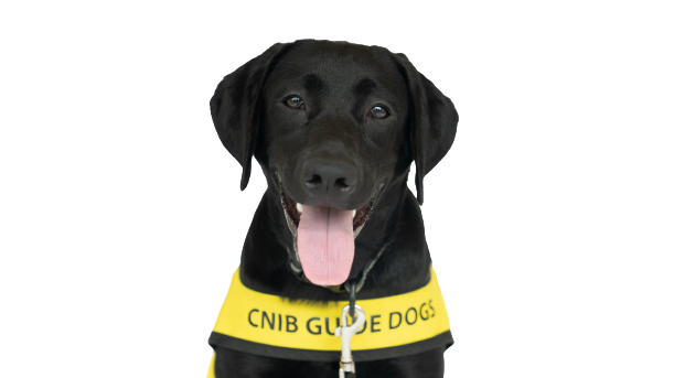 A black puppy wearing a yellow CNIB Guide Dog in Training vest sits against a white background. The puppy happily sticks its tongue out!