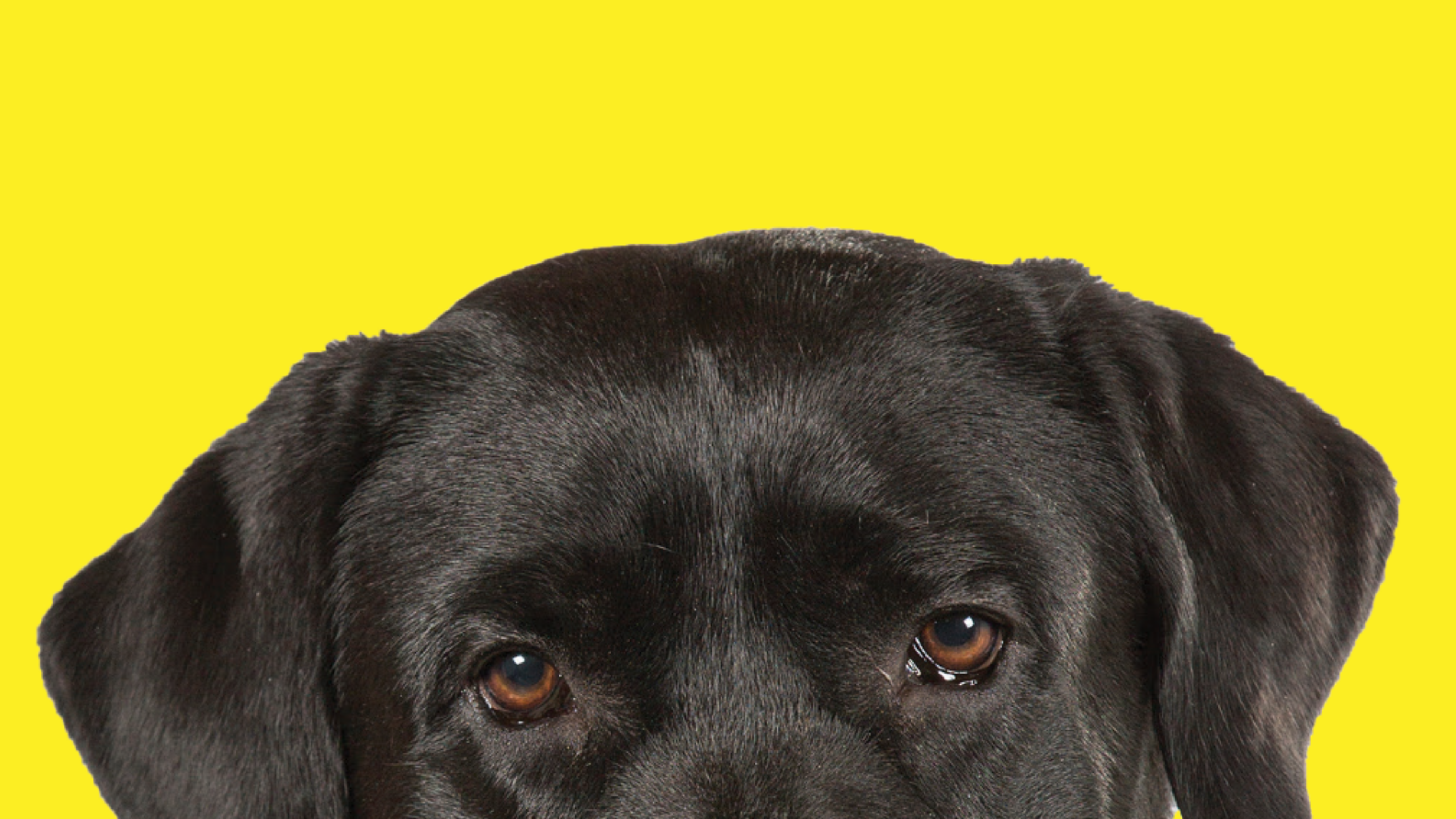 The top of the guide dog's head against a yellow background. The dog is a black lab, and its head appears halfway down the page. 