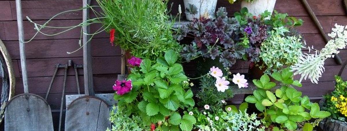 A small garden lined with potted plants on a shelf. 