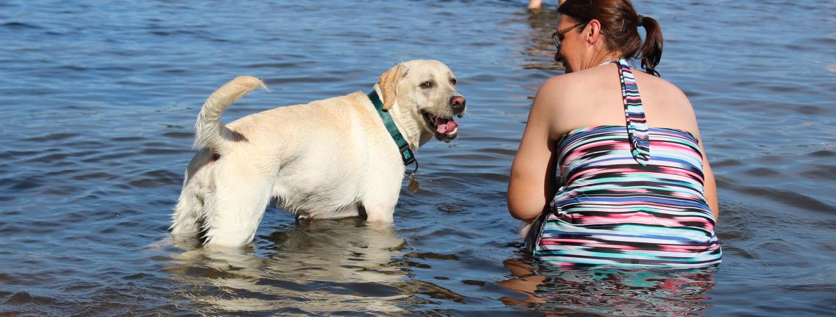 A woman in a bathing suit kneels in the water beside a guide dog.