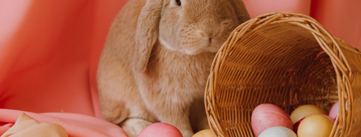 A fluffy brown bunny sits on-top of a pink tablecloth next to an easter basket. The basket is flipped over on its side and filled with colourful easter eggs.