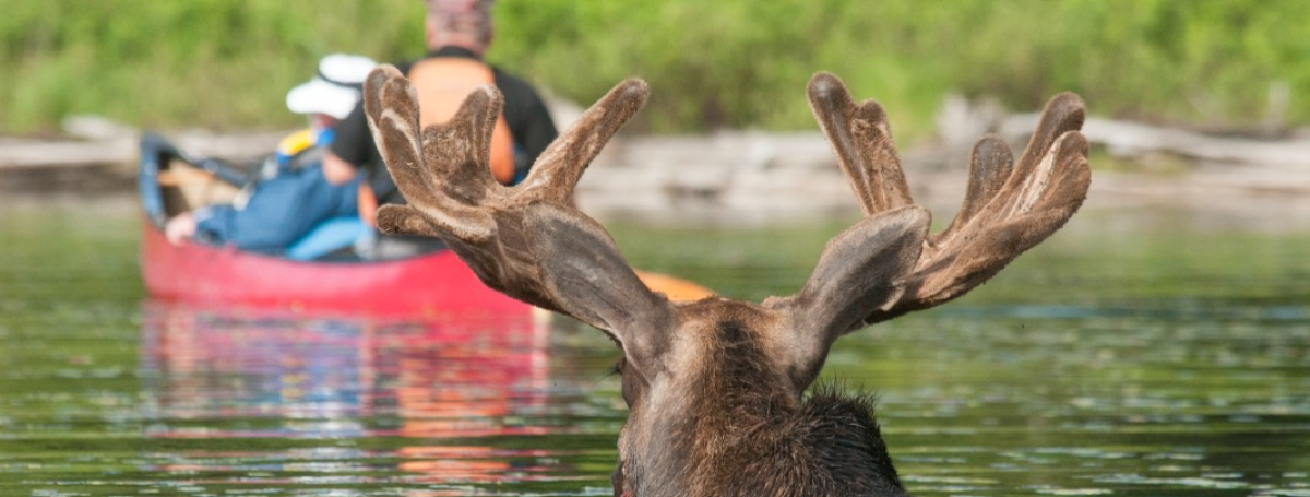 A moose's head is protruding from the water. In the distance are people in a canoe.
