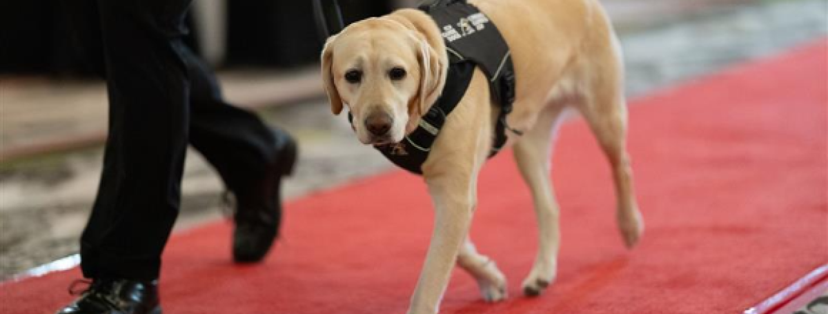 A yellow Labrador wearing a black CNIB Guide Dogs harness walks beside a handler along a red carpet, in an indoor setting.