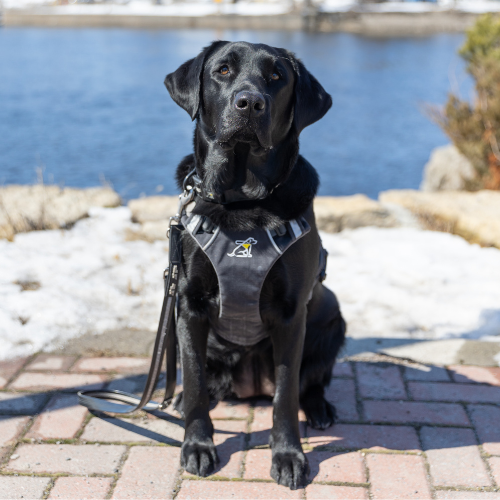 Black dog in harness.