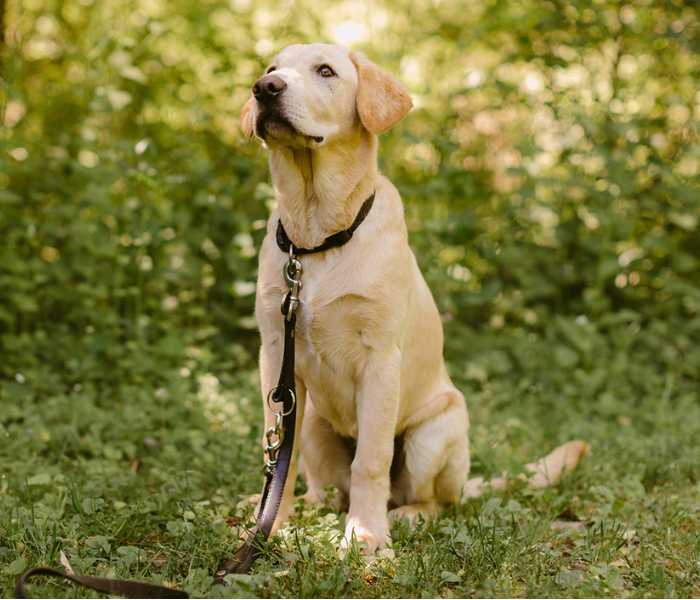 A Yellow Labrador Retriever sitting on green grass in a sunlit wooded area, looking slightly upward, wearing a collar and leash.