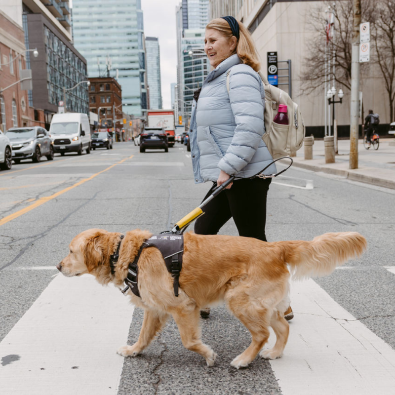 A guide dog team crosses a city street. The female handler firmly holds the guide dog’s harness, and the team is in motion.