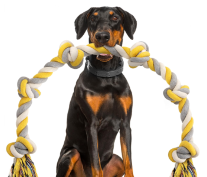 Dogs with toys