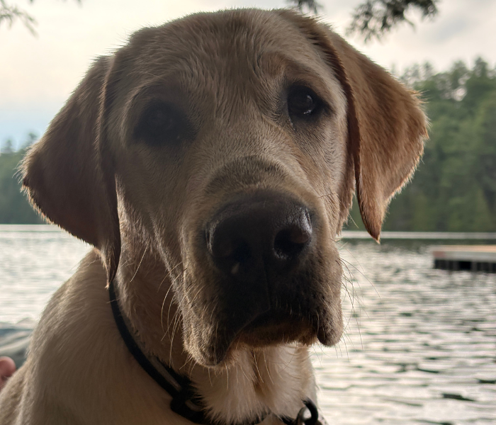Close-up of Tango, a yellow Labrador retriever, beside a lake with a tree-lined shore in the background.
