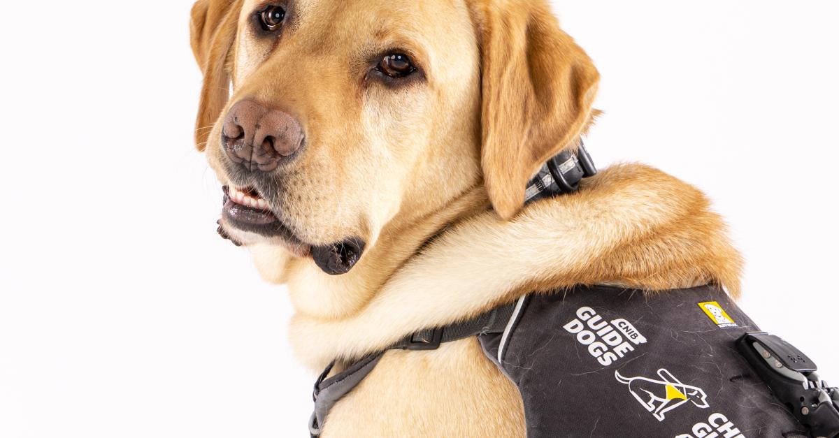 Apply for a CNIB Guide Dog CNIB