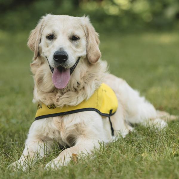 Golden retriever guide dog lays in the grass