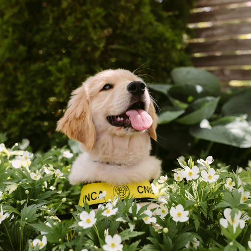 Waabi, a fluffy golden retriever puppy wearing her yellow CNIB Future Guide Dog vest, sits smiling with her tongue out. She is completely surrounded by little white wildflowers.