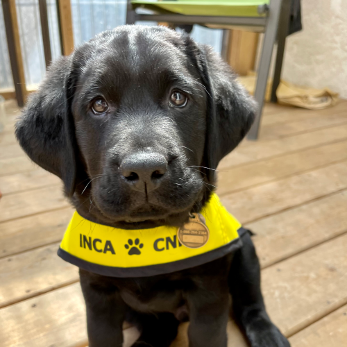 A black lab sitting with a CNIB vest on