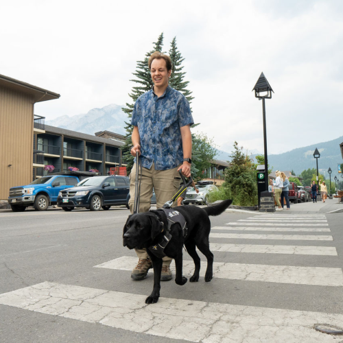 A guide dog team crosses a city street. The younger male handler firmly holds the guide dog’s harness, and the team is in motion.