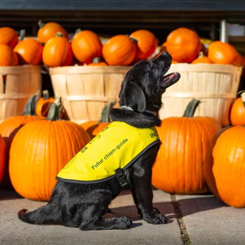 Bobby, a young black Labrador retriever puppy, smiles while wearing his yellow future CNIB Guide Dog vest in front of dozens of bright orange pumpkins.