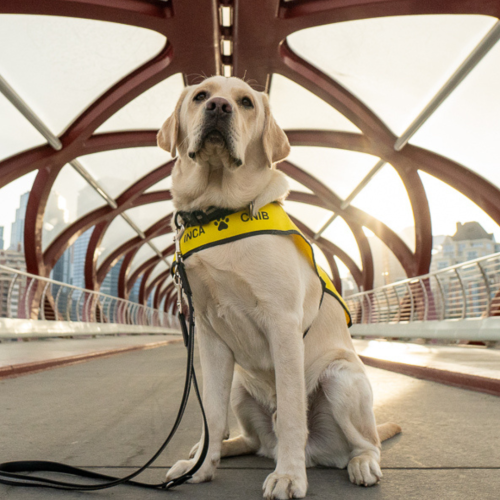 Golden Lab Guide dog angus sitting on a bridge