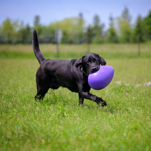 A small black puppy bounds through a grassy field at CNIB Canine Campus with a purple toy in their mouth.