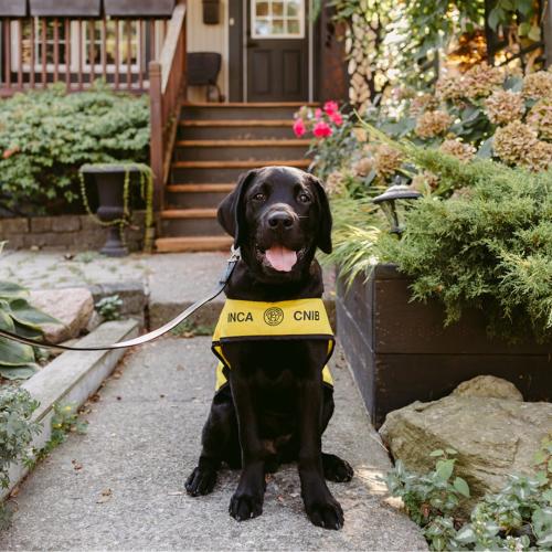 A young black Labrador guide dog in training, wearing his yellow future CNIB Guide Dog vest, sits and smiles on a small pathway in a garden.