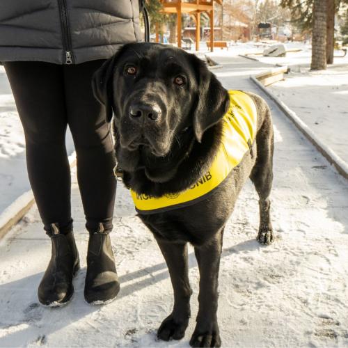 A black guide dog stands on a snowy path looking at the camera. The guide dog is wearing a yellow CNIB guide dog vest. The guide dog handler stands to the right of the guide dog.