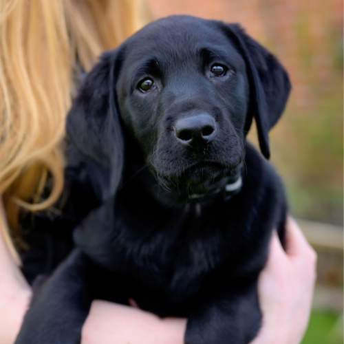 Di, a black Labrador Retriever puppy.