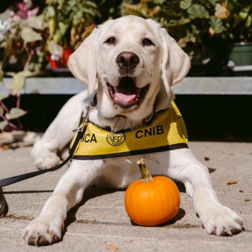 A yellow Labrador Retriever wearing a yellow CNIB training vest lies on a sidewalk with a small orange pumpkin placed between its front paws. The dog is looking at the camera with its mouth open, appearing happy. Potted plants are visible in the background.
