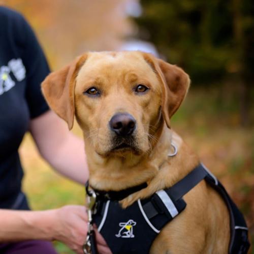 Casey, with a serious expression on her face, looks into the distance while wearing a CNIB Guide Dogs harness.