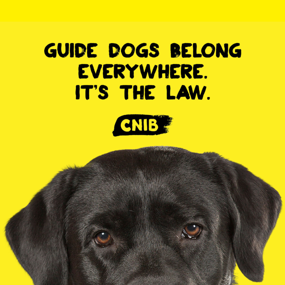 The top of the guide dog's head against a yellow background. The dog is a black lab, and its head appears halfway down the page. 