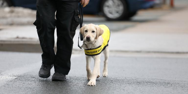 A golden lab. CNIB Guide Dog - puppy in training, wearing a yellow vest and leash. It is walking alongside a handler. 