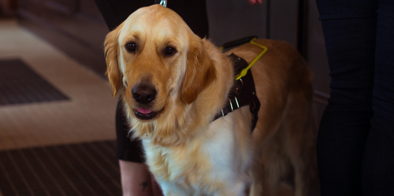 A golden retriever standing with his handler inside an establishment; it’s handler’s hand is motioning to grab hold of his CNIB Guide Dogs harness.