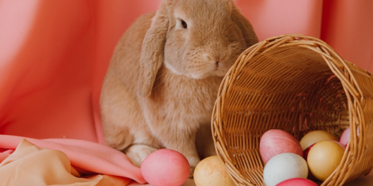 A fluffy brown bunny sits on-top of a pink tablecloth next to an easter basket. The basket is flipped over on its side and filled with colourful easter eggs.