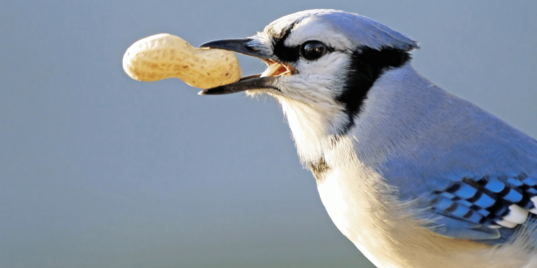 A bird is shown in profile. It has white features with blue on the wings and a black beak. It's holding a peanut in its beak.