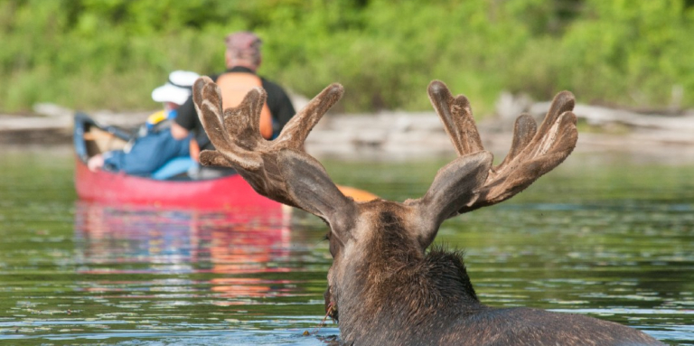 A moose's head is protruding from the water. In the distance are people in a canoe.