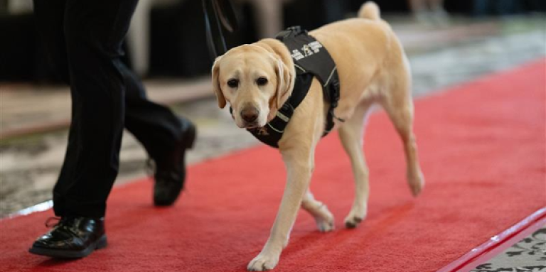 A yellow Labrador wearing a black CNIB Guide Dogs harness walks beside a handler along a red carpet, in an indoor setting.