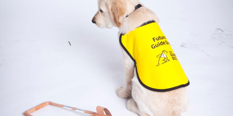 CNIB Guide dog sitting wearing vest, harness is beside on floor