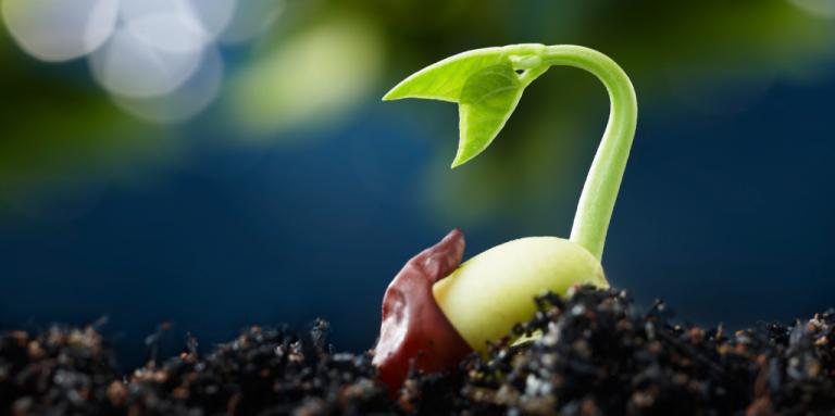 A seed sprouts from its shell.