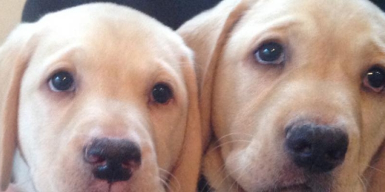 Two golden retreiver puppies are in the arms of a person