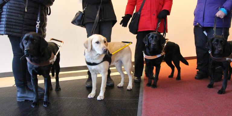 Four guide dogs (three black and one yellow), in their harnesses, standing beside their handlers.