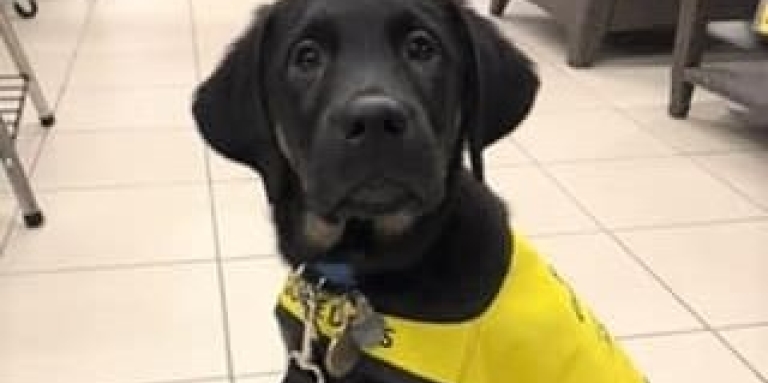 A black labrador puppy with a yellow vest on