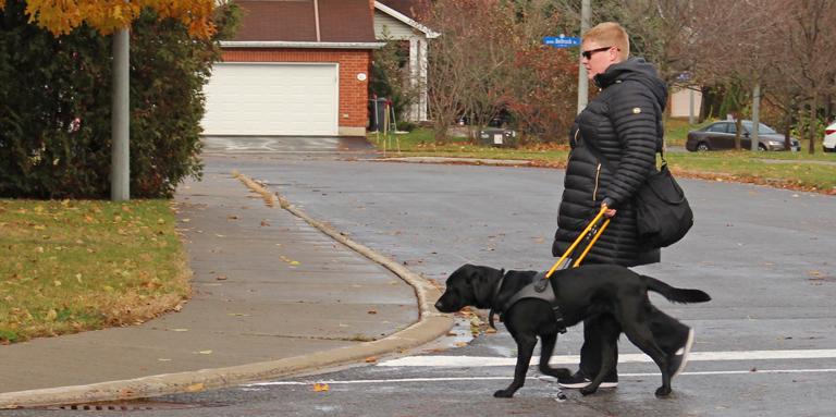 A woman walks crosses the street with a black Lab in a yellow harness.