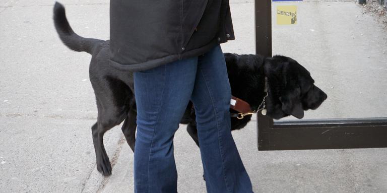 A black guide dog and its handler enter a building.