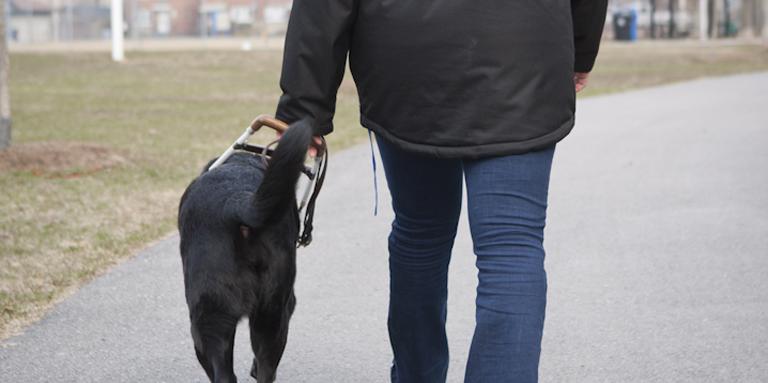 A woman and a black guide dog in a harness walk away from the camera.